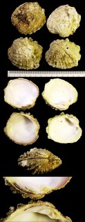 コンゴウハマグリ 金剛蛤 Samarangia quadrangularis small