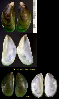 ミドリイガイ Perna viridis small
