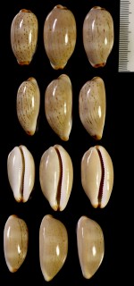 メキシコヤナギシボリダカラ Luria isabellamexicana small