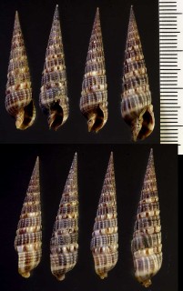 フトイボツクシ Terebra armillata small