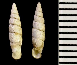 モロハノミギセル Oligozaptyx bipartita small