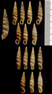 タキギセル 瀧煙管 Pinguiphaedusa hemileuca takii small