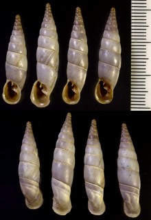 ユーゴスラビアのキセルガイ06 未詳 Herilla bosniensis aff. small