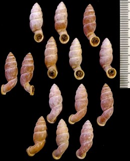 ネジレオカサナギ Tortulosa tortuosa small