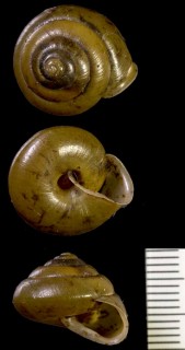 ツヤマイマイ Satsuma selasia small