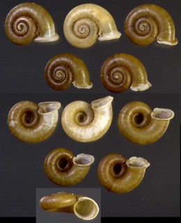 タイのアツブタガイ 未詳 Cyclotus sp. small