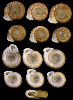 アンダマンイトカケマイマイ Plectopylis achatina small