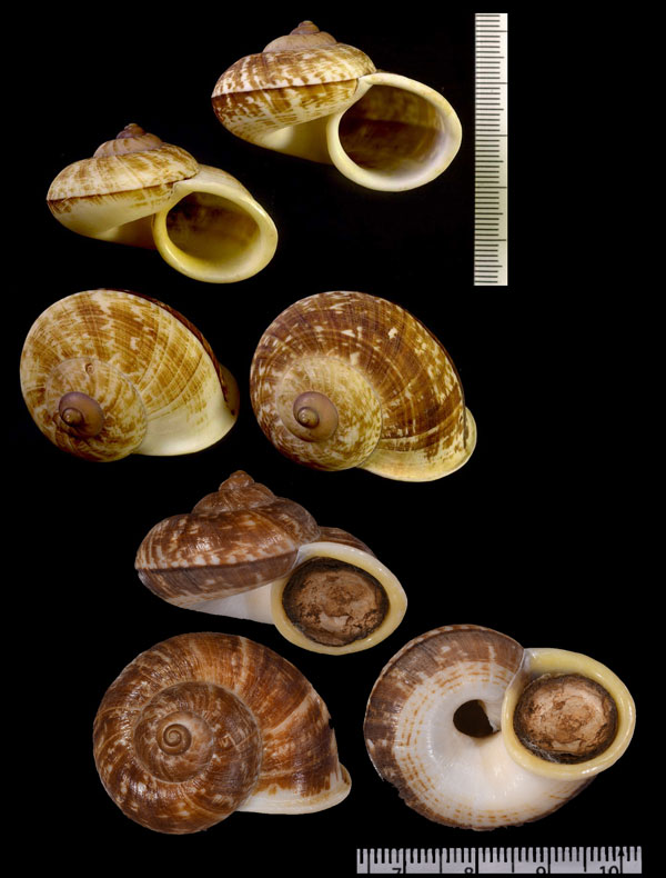 オオグチヤマタニシの仲間 Cyclophorus diplochilus small