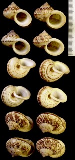 シロカノコマイマイ (仮称) Cyclophorus expansus small