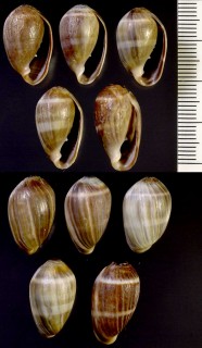 カシュウハマシイノミの仲間 Melampus carolianus small