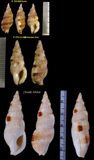 フロリダセコバイ Colubraria obscura small