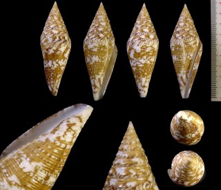 ナカヤスイモ 中安芋 Conus excelsus nakayasui small