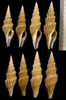 パナマのシャジクガイ Hindsiclava hertleini small