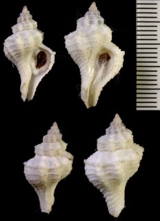 コマドサンゴヤドリ Coralliophila orcuttiana small