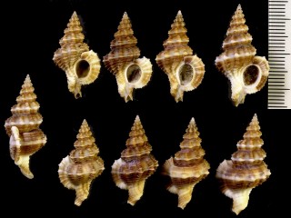 チャイロアカプルコナサバイ Trajana perideris small