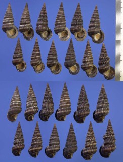 パナマヘナタリ Cerithidea pulchra small