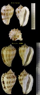 ニノミヤオニムシロ Morum ninomiyai small
