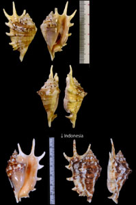 アダムクモガイ Lambis lambis adamii small