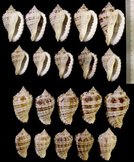 ミノオニムシロ Morum cancellatum small