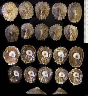 キジョウハイの仲間 机上杯 Crucibulum monticulus small