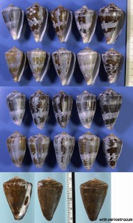 アヤメイモ Conus purpurascens small