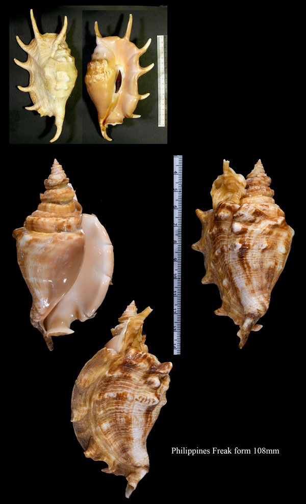 ツヤムカデ Lambis arachnoides small