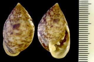 タテヒダヒラシイノミ (リーブヒラシイノミ) Pythia reeveana small