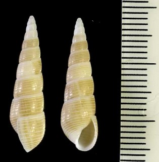 ヒメゴウナ Monotygma eximia small