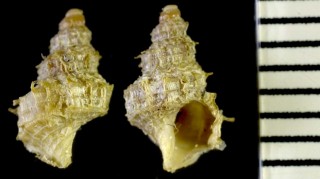 トウガタナワボラの仲間? 未詳 Trichotropis sp. small