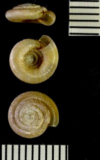 ホンパツラマイマイ Discus patulus small
