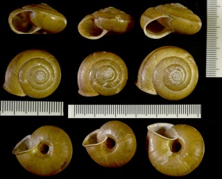 クロイワヒダリマキマイマイ Coniglobus yaeyamensis small