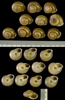 フルストルフェリマイマイ（仮称） Chloritis fruhstorferi small