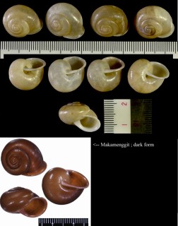 バリヤサビロウドマイマイ Chloritis argillacea small