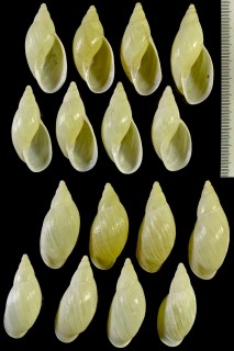 シロクチチチカケマイマイ 仮称 Placostylus miltocheilus albolabris small