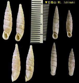 ハチノコギセル 蜂の子煙管 Mundiphaedusa kawasakii small