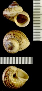 ヤエヤマヤマタニシ 八重山山田螺 Cyclophorus turgidus radians small