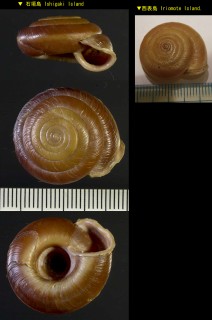 ミズイロオオベソマイマイ Aegista caerulea small