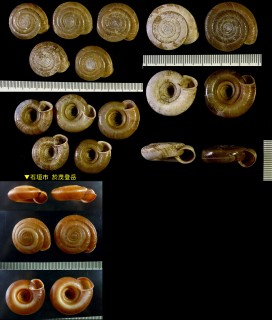 オオベソマイマイ Aegista vermis small
