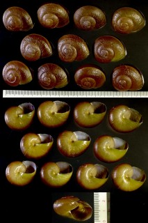 アレハダネプチューンマイマイ Hemiplecta obliquata small