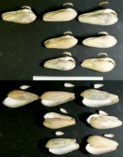 ペガサスノツバサの仲間 未詳 Pholas sp. small