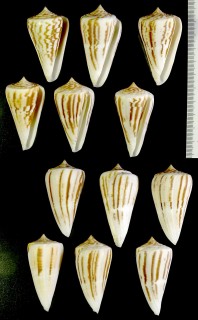ワスレシマミナシ Conus virgatus small