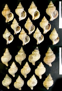 ヒカゲエゾボラ Neptunea umbratica small