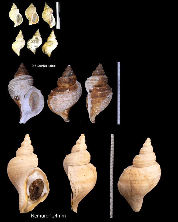 エゾボラモドキ 擬蝦夷法螺 Neptunea intersculpta small