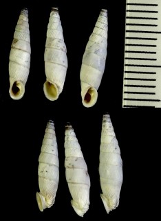 アオギセルの仲間06 Albinaria brevicollis brevicollis small
