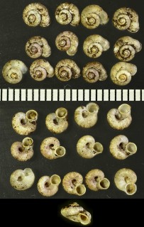 ムシオイ 虫負 Chamalycaeus nipponensis small