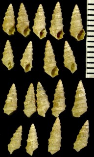 イツマデガイの仲間 Pyrgula annulata small