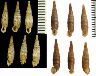 スプラッティアギセルの仲間 Sprattia bicarinata small