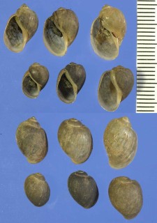 アフリカのヒラマキガイの仲間 Bulinus globosus small