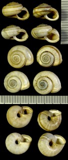 カドバリコマイマイの仲間06 Fruticocampylaea narzanensis kobiensis small