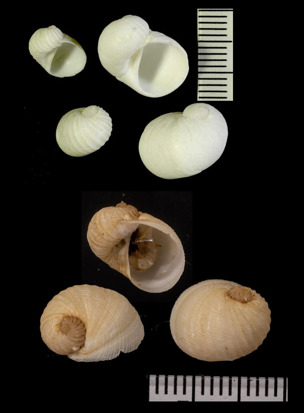 ナタールシロネズミ Vanikoro natalensis small